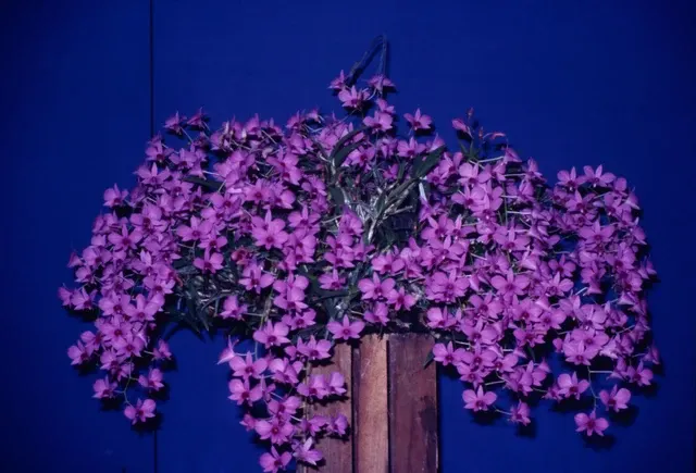 Dendrobium bigibbum var. compactum 'Mauve Shower' (Dendrobium)
