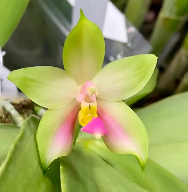 Phalaenopsis bellina 'Patrick' (Phalaenopsis)