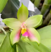 Phalaenopsis Bellina (pink) 'Patrick' – Miniature Orchid with Elegant Pink Blooms, Easy to Grow & Care, Long-Lasting Flowers