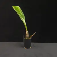 Bulbophyllum lasianthum