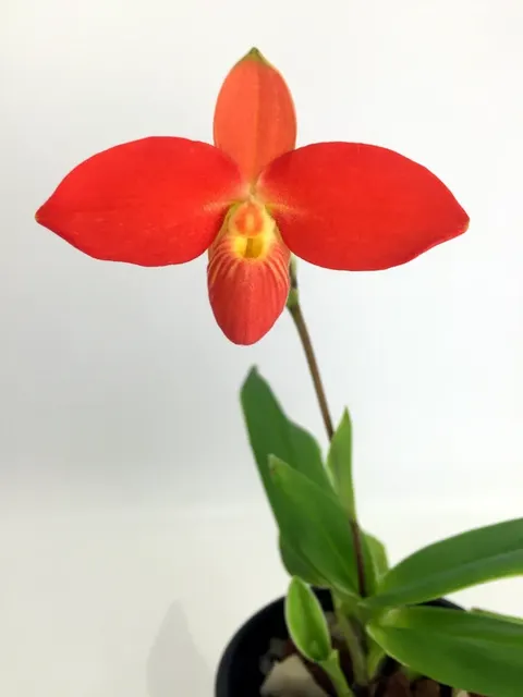 Phragmipedium besseae 'Special Compact type From Peru' (Phragmipedium)