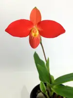 Phragmipedium besseae ''Special Compact type From Peru'' Big Plant — 12 cm / Yes