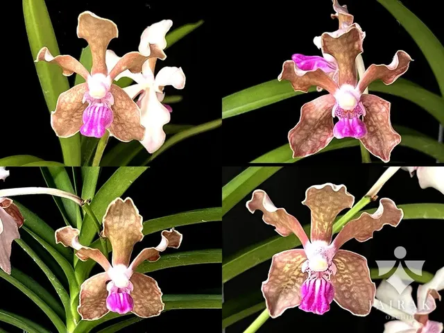 Vanda tessellata 'pink' (Vanda)