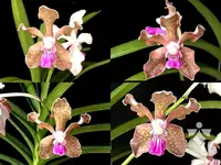 Vanda tessellata 'pink'