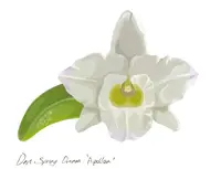 Dendrobium Spring Dream ‘Apollon’