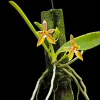 Phalaenopsis cornu-cervi