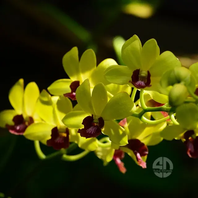 Dendrobium Thongchai Gold EG