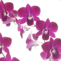 Dendrobium 6″ Pot Red Bull 80cm Ht