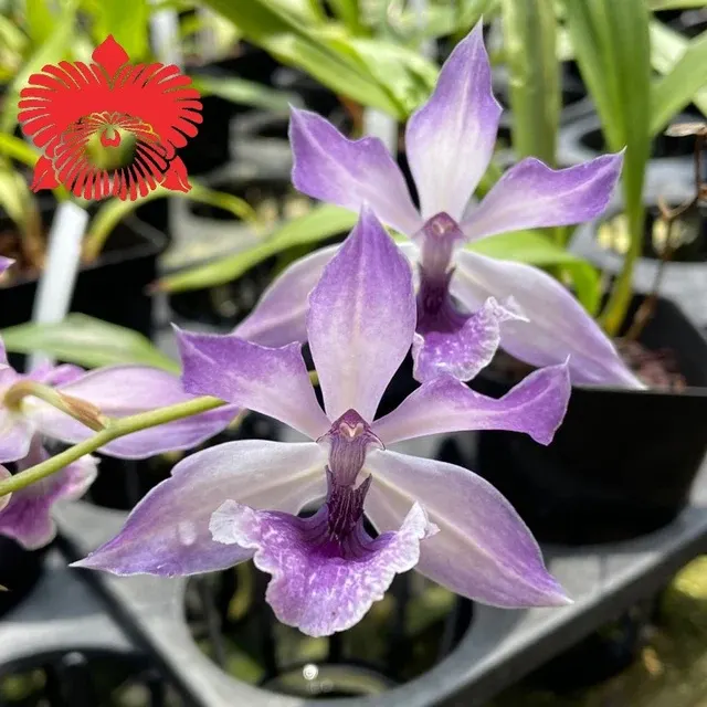 Zygopetalum Cynosure 'Blue Birds'