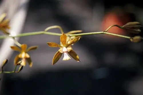 Encyclia inaguensis (Encyclia)