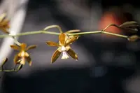 Rare Encyclia inaguensis Orchid - Bloom Size - Bare Root - Exotic Flowers - Unique Species