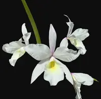 Brassanthe Kruger Angel — Potted