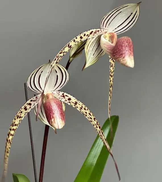 Paphiopedilum Lady Isobel