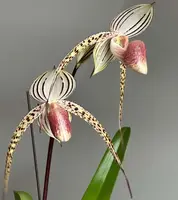 Paphiopedilum Lady Isobel (stonei × rothschildianum)