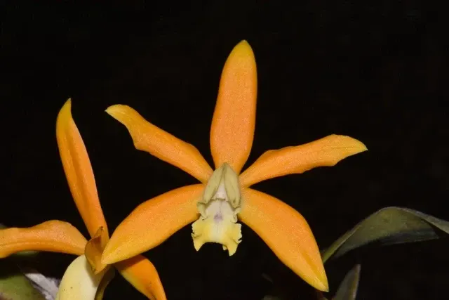 Laeliocattleya MEM. JOE GREZAFFI II