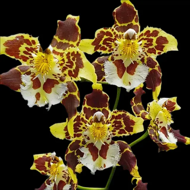 Odontoglossum hallii 'milagro'