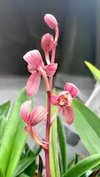 Cymbidium ensifolium Hong Cao Hong He | Purple Foliage | SapphireChild Orchids