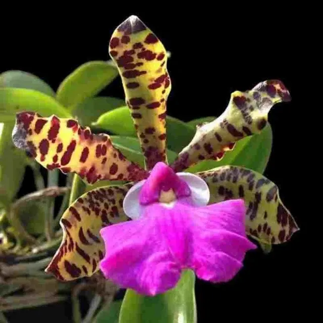 Cattleya aclandiae sp