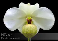 Paphiopedilum emersonii 'Note: Rare, Limited ' (' Bear #1 ' x ' Bear Jumbo' )