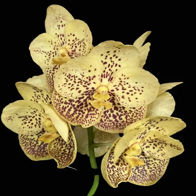 Vanda Boonyarit Spot (Vanda)