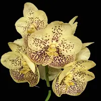 Vanda Orchid Boonyarit Spot #25 Mature - Ready To Flower