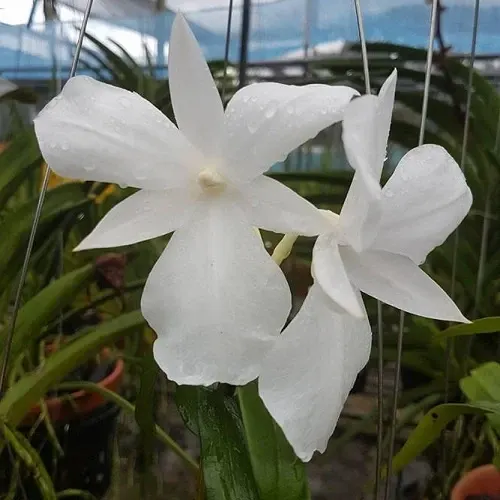 Dendrobium formosum 'Petaloid Alba' (Dendrobium)
