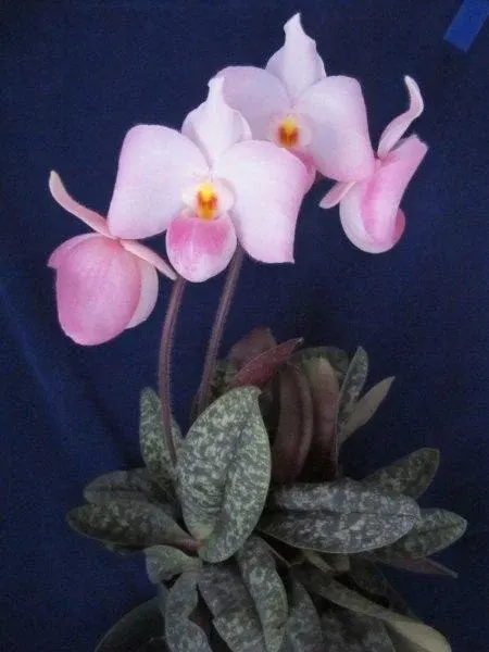 Paphiopedilum delenatii 'Giant Flower Type' (Paphiopedilum)