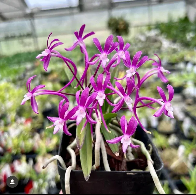 Neofinetia falcata cv (Neofinetia)