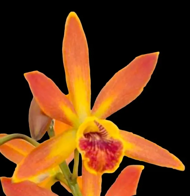 Epilaeliocattleya Pixie Charm
