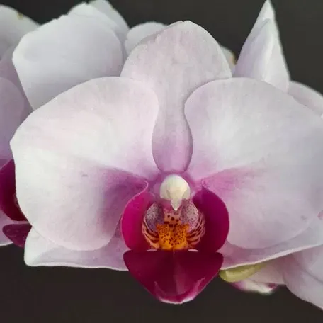 Phalaenopsis Yushan Pink 'Baby' (Phalaenopsis)