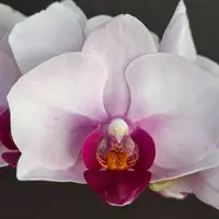 Phalaenopsis Yushan Pink Baby 2.5"