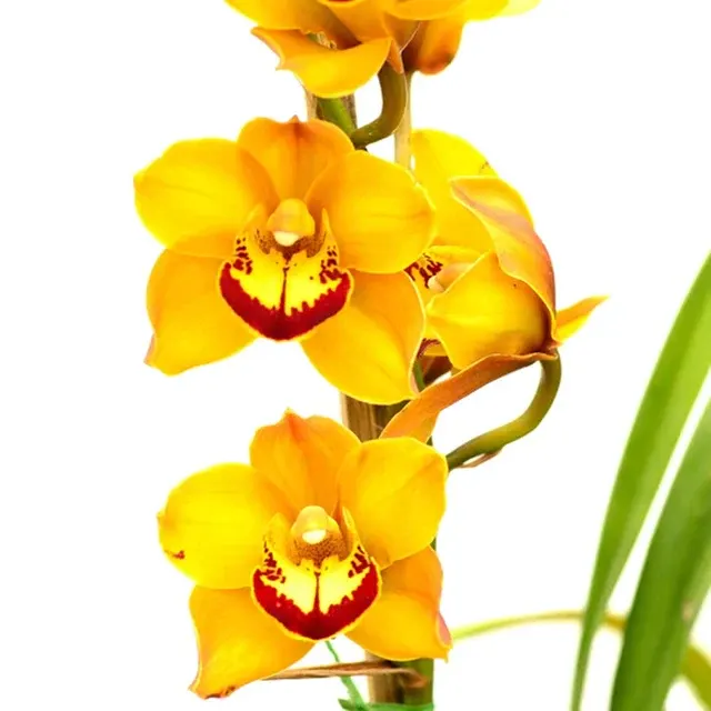 Cymbidium Mighty Tracey 'Moon Walk'