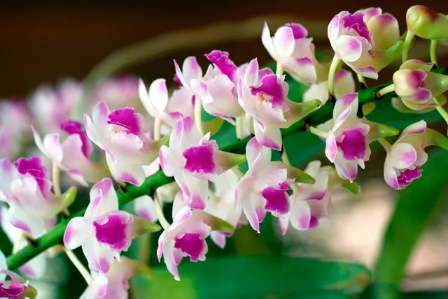 Aerides Korat Koki (Aerides)