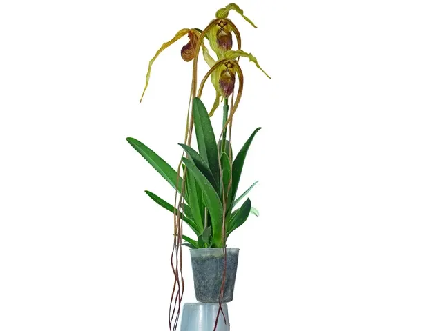 Phragmipedium humboldtii 'Fortuna' (Phragmipedium)