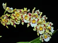 Odontoglossum Ecuagenera