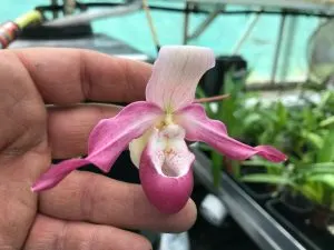Phragmipedium Memoria Estelle Getty (Phragmipedium)