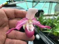 Phragmipedium Memoria Estelle Getty (fischeri x longifolium)