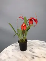 Masdevallia machangara
