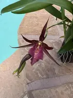 Orchid Plant Bare Root Dark Burgundy One Bulb No Bud Bloom (No Pot) - Perfect for Propagation, Exotic Beauty