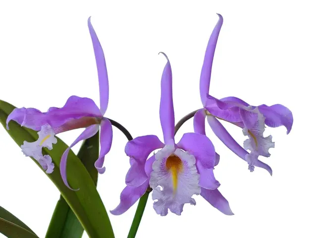 Cattleya maxima (Cattleya)