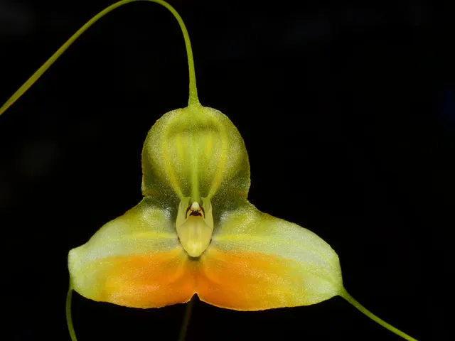 Masdevallia sanctae-inesae (Masdevallia)