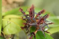 Bulbophyllum saltatorium