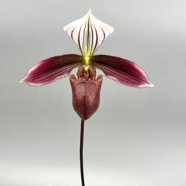 Paphiopedilum purpuratum