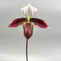Paphiopedilum Purpuratum
