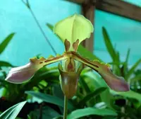 Paphiopedilum tigrinum
