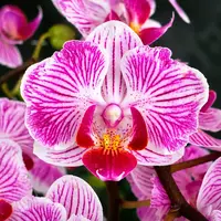 Phalaenopsis Taida Little Vivien '3270' (peloric)