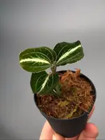 Anoectochilus leyli