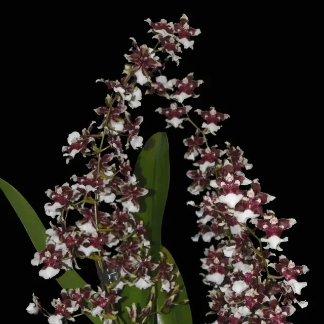 Oncidium Heaven Scent - Chocolate Orchid (Oncidium)
