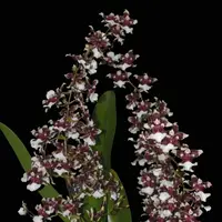 Onc. Heaven Scent - Chocolate Orchid — Not currently in bloom