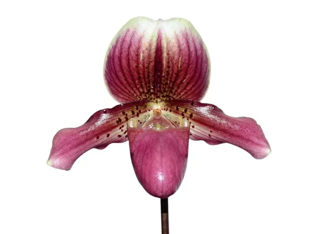 Paphiopedilum henryanum ('Horatio' x 'Wow') x Senne Calle (Paphiopedilum)